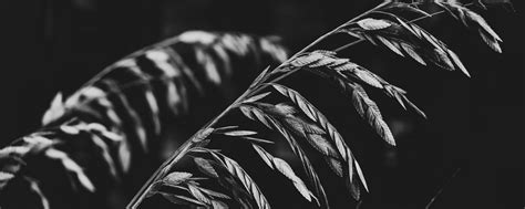 Download wallpaper 2560x1024 plant, leaves, darkness, black and white ...