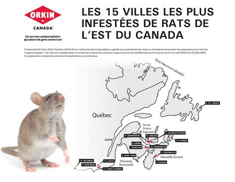 Infestations de rats: Gatineau fait bonne figure