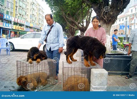 Chinese Tibetan Mastiff Price