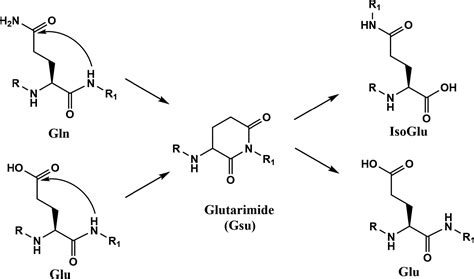 Spontaneous protein-protein crosslinking at glutamine and glutamic acid residues in long-lived ...