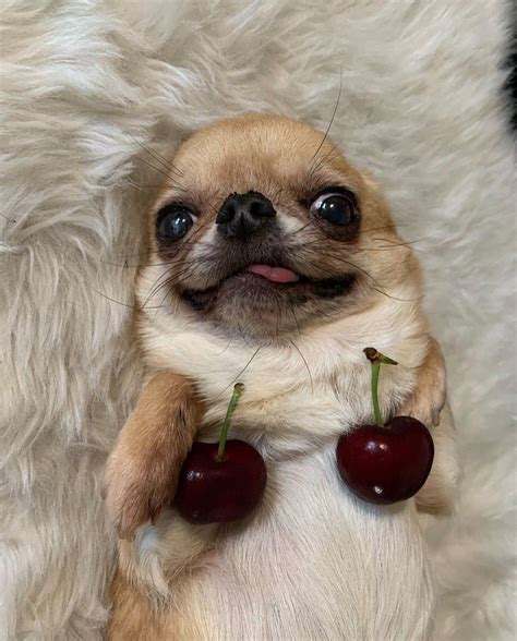 Funny Chihuahua Pictures, Funny Animal Photos, Funny Animal Jokes ...