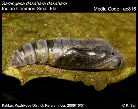 Sarangesa dasahara | Butterfly