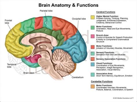 Brain Function Diagram 的图像结果