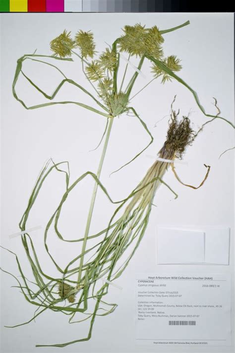 Cyperus strigosus - false nutsedge, stawcolored flatsedge, strawcolor ...