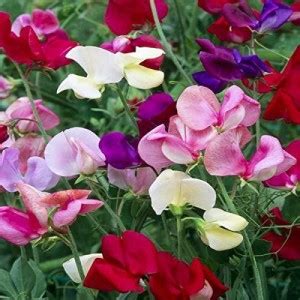 ACCELCROP F1 Hybrid Sweet Pea Flower Seed Price in India - Buy ...