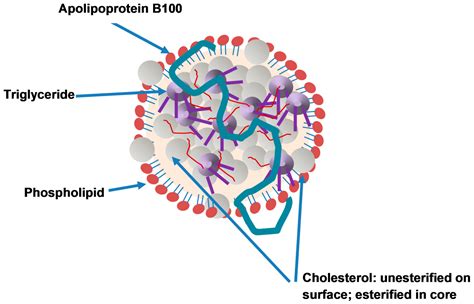 Apolipoprotein B and Cardiovascular Disease: Biomarker and Potential Therapeutic Target