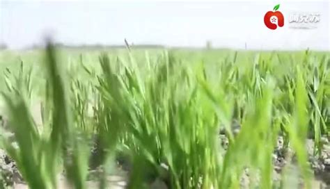 地区275万亩冬小麦陆续出苗显行长势喜人