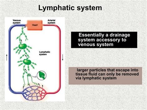 Image result for Lymph trunk Lymphatic System