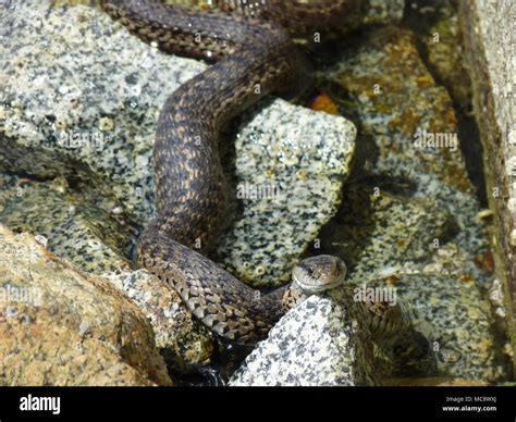 Western Terrestrial Garter Snake