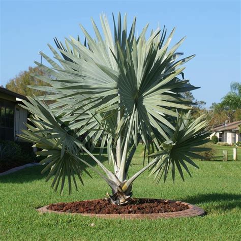 Date Palm | Premium Date Palm Trees nursery | garden plant nursery farm ...