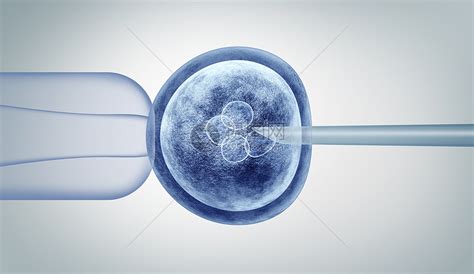 受精的人卵胚分裂细胞3D插图高清图片下载-正版图片300857533-摄图网
