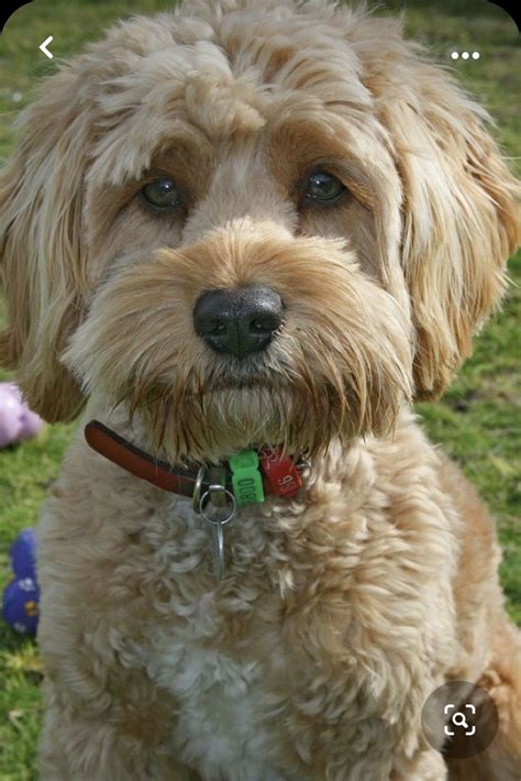 Image result for Cockapoo Grooming