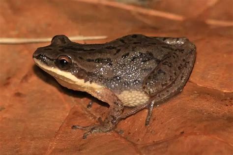 Image result for Types of Tree Frogs