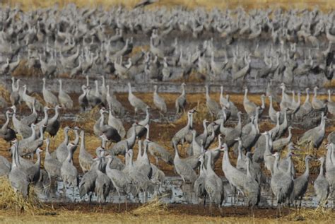 Join AZGFD at Wings Over Willcox Birding & Nature Festival