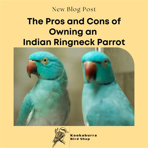 The Pros and Cons of Owning an Indian Ringneck Parrot