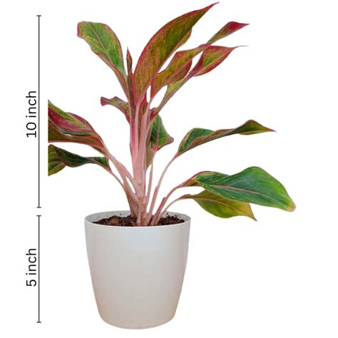Buy Aglaonema Lipstick Plant Online | Colorful Indoor Plant | RootsRaja ...