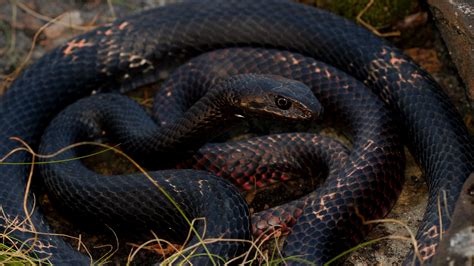 Download wallpaper 2048x1152 snake, reptile, scales, black ultrawide ...