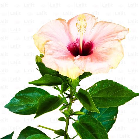 American Hibiscus (Hibiscus Rosa-Sinensis) - Plant – Lalit Enterprise