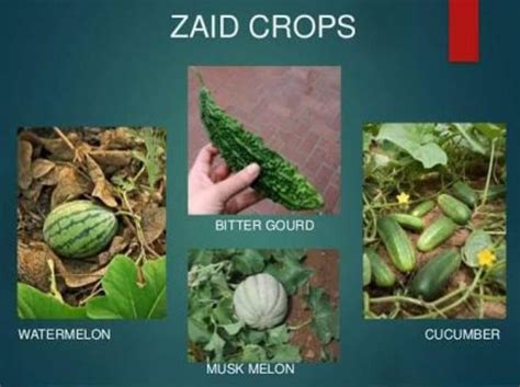10 images of Zaid crops - Brainly.in