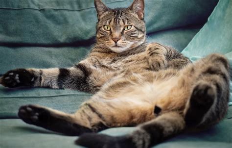 Wallpaper cat, cat, pose, grey, sofa, paws, tail, lies for mobile and ...