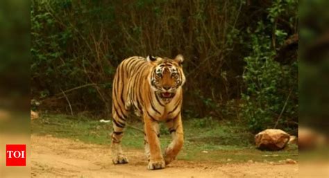 Tigers in India: Country hopes to be home to 1,500-5,000 more tigers ...