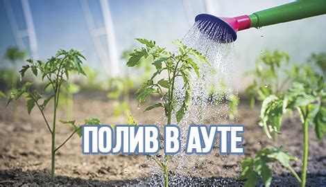 Полив в ауте - Открытый грунт (Аутдор) - Форум dzagi.club