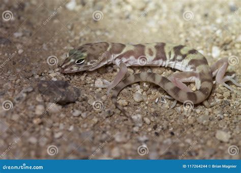 Desert Banded Gecko stock photo. Image of gravel, ecology - 117264244