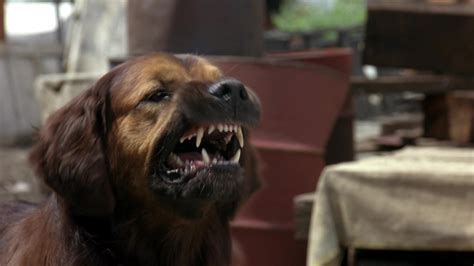 Homeward Bound II: Lost in San Francisco (1996) Screencap | Fancaps