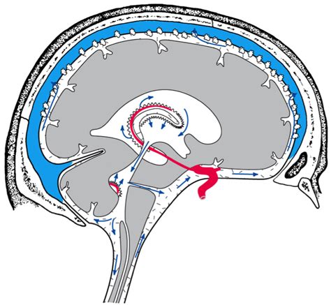 CSF Flow Pathway 的图像结果