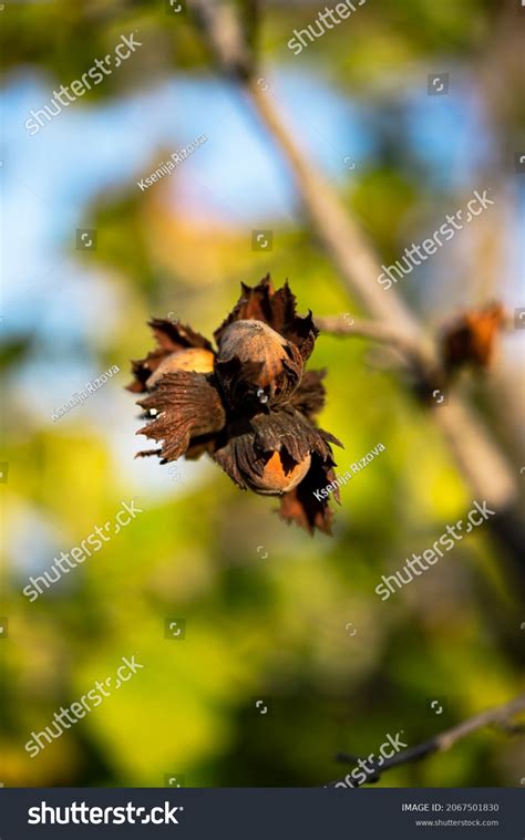 Image result for Hazelnut Tree Branch