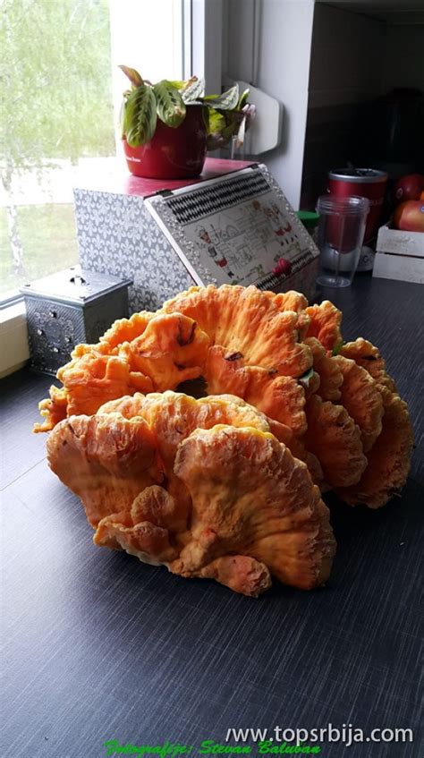 Stevan Baluban: Šumsko pile (Laetiporus sulphureus) - dva recepta za ...