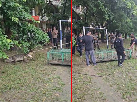 9ft crocodile enters EME temple grounds in Vadodara, crocodile tries to ...