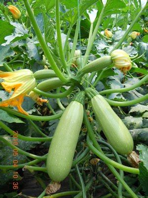 角瓜是西葫芦吗角瓜2022已更新今日资讯