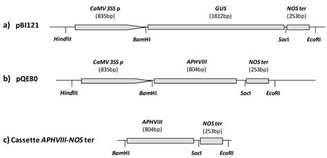 Promoter Trapping in Microalgae Using the Antibiotic Paromomycin as ...