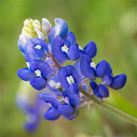 Texas Bluebonnet Seeds | Flower Seeds in Packets & Bulk | Eden Brothers