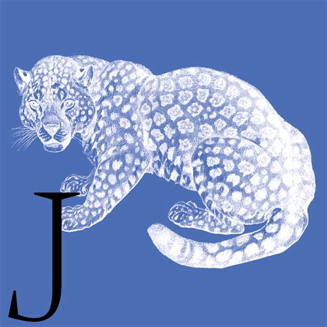 JavaScript Language Animal 的图像结果