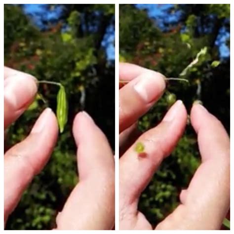 Exploding Seed Pods Compilation 的图像结果