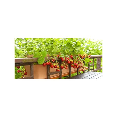 Buy 10 Strawberry Plants Bareroot Strawberry Plants, Everbearing High ...