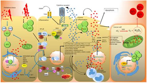 Oxidative Stress, Inflammation and Colorectal Cancer: An Overview