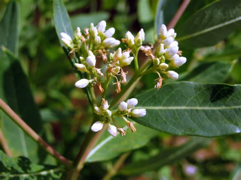 Apocynum cannabinum – “Hemp Dogbane” - Wildflowers of Joshua Tree Country