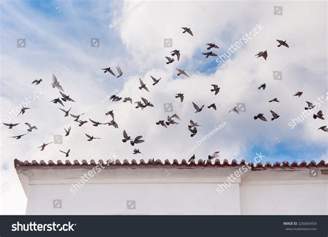 56 Mermaid's home 图片、库存照片和矢量图 | Shutterstock