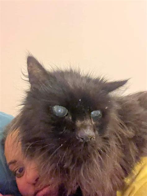 My cat has passed away today I don’t know what I will do without my ...