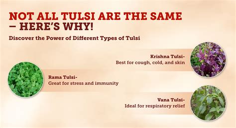 Top 10 Health Benefits of Tulsi (Holy Basil) Daily – HOUSE OF VEDA