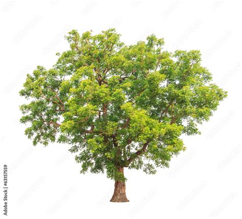 Neem Tree 的图像结果