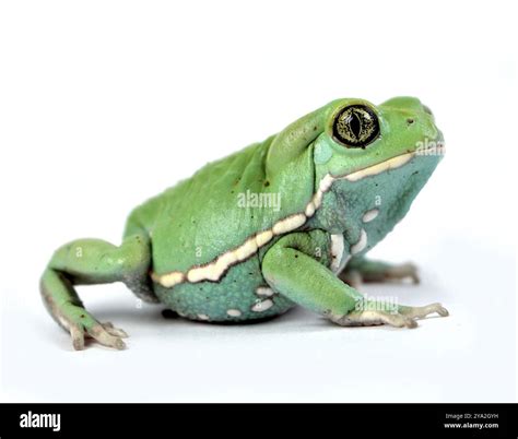 Waxy monkey frog Stock Photo - Alamy