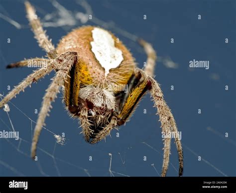 Macro shot of a tropical orb weaver spider, Eriophora ravilla, on its ...