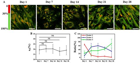 Evaluating Differentiation Status of Mesenchymal Stem Cells by Label ...