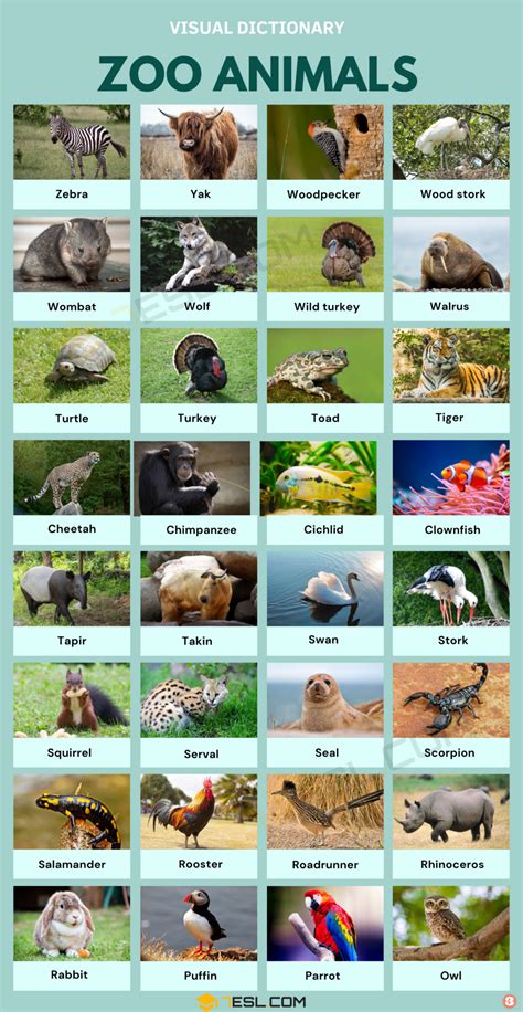 Zoo Animals Names: A Complete Guide to English Vocabulary & Facts • 7ESL