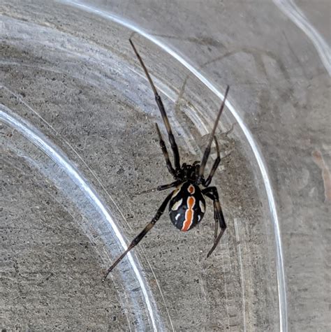 Juvenile Black Widow