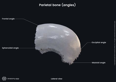 Parietal Bone Anatomy Labeled